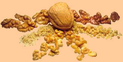 Walnuts varieties